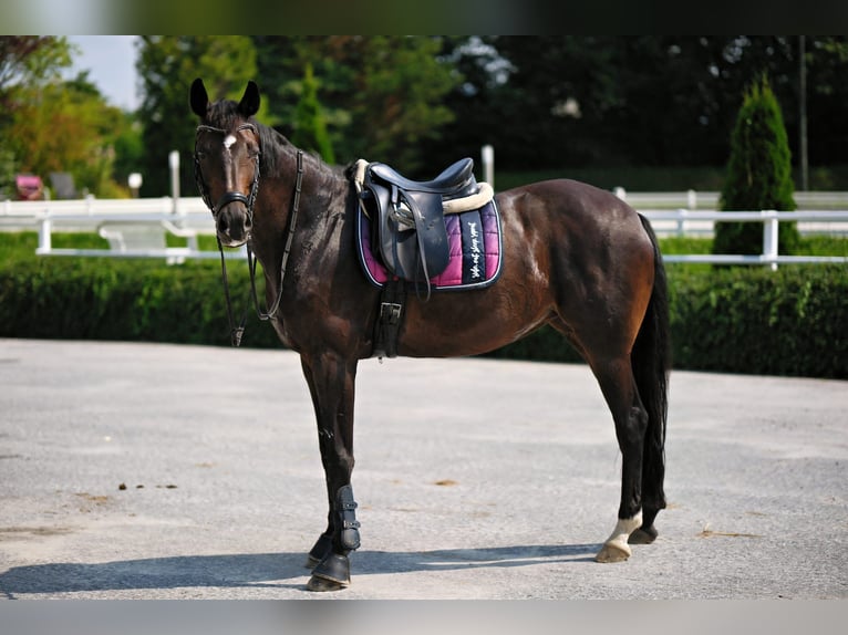 Caballo de deporte alemán Yegua 13 años 168 cm Castaño oscuro in Menden