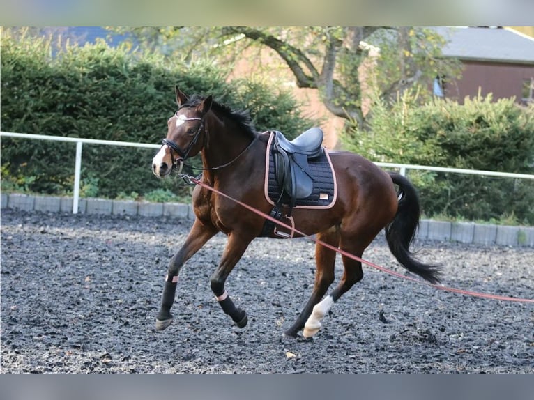 Caballo de deporte alemán Yegua 13 años 169 cm Castaño in Königshain