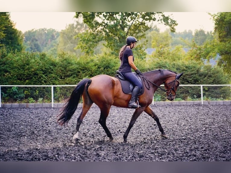 Caballo de deporte alemán Yegua 13 años 169 cm Castaño in Königshain