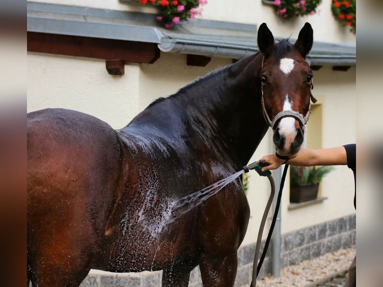 Caballo de deporte alemán Yegua 13 años 169 cm Castaño in Königshain