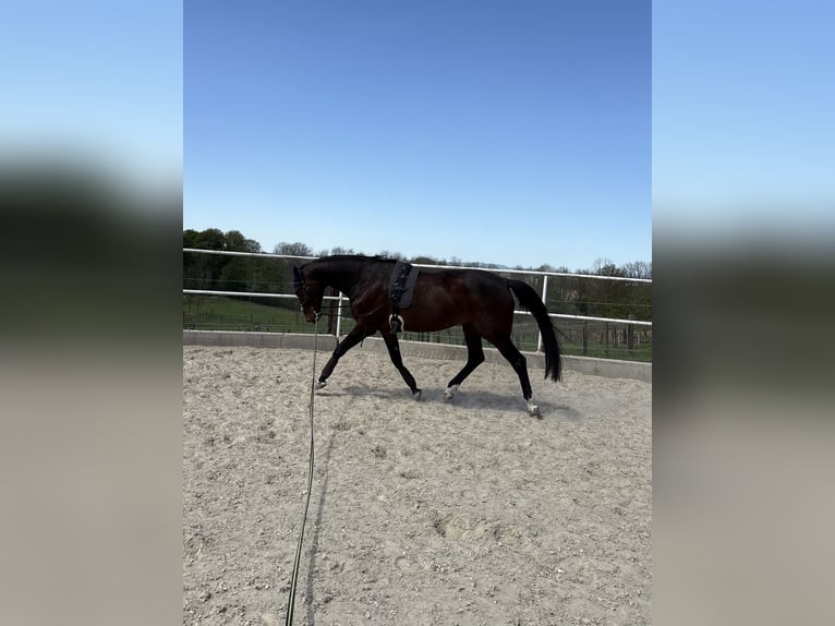 Caballo de deporte alemán Yegua 13 años 169 cm Castaño oscuro in Kirchberg-Thening