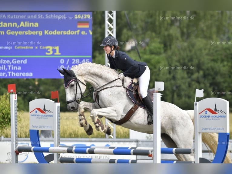 Caballo de deporte alemán Yegua 13 años 169 cm Tordo picazo in Görlitz