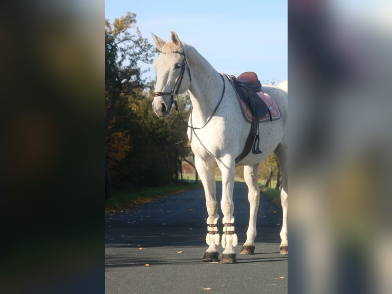 Caballo de deporte alemán Yegua 13 años 169 cm Tordo picazo in Görlitz