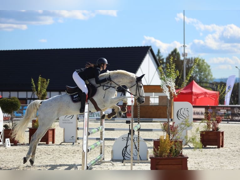 Caballo de deporte alemán Yegua 13 años 169 cm Tordo picazo in Görlitz