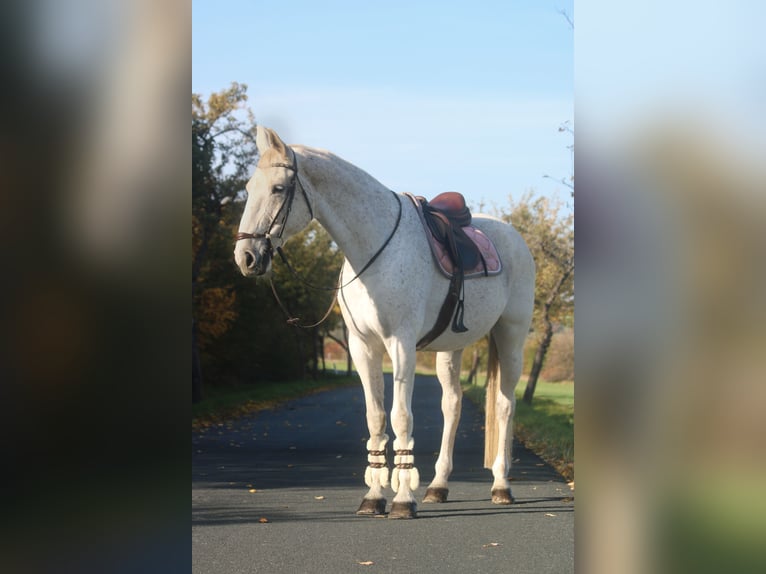 Caballo de deporte alemán Yegua 13 años 169 cm Tordo picazo in Görlitz