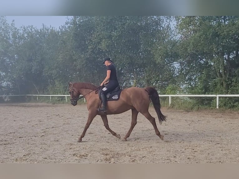 Caballo de deporte alemán Yegua 13 años 170 cm Alazán in Lamprechtshausen