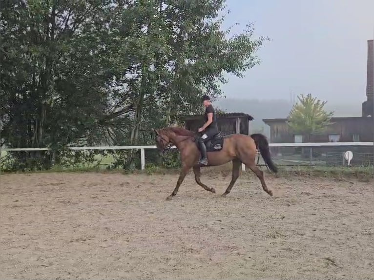 Caballo de deporte alemán Yegua 13 años 170 cm Alazán in Lamprechtshausen