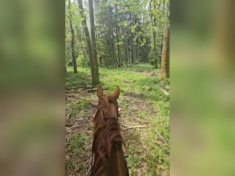 Caballo de deporte alemán Yegua 13 años 170 cm Alazán in Lamprechtshausen