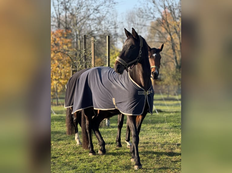 Caballo de deporte alemán Yegua 13 años 173 cm  in Berlin