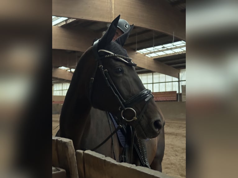 Caballo de deporte alemán Yegua 13 años 173 cm  in Berlin