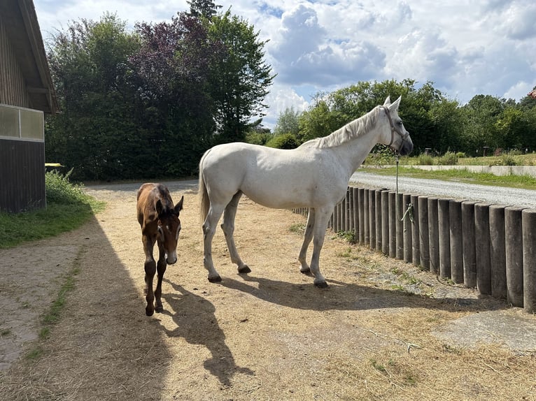 Caballo de deporte alemán Yegua 13 años 174 cm Tordo in Heinersreuth