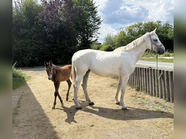 Caballo de deporte alemán Yegua 13 años 174 cm Tordo in Heinersreuth