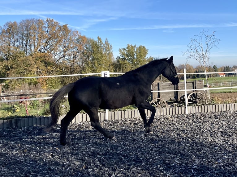 Caballo de deporte alemán Yegua 14 años 159 cm Morcillo in Limbach-Oberfrohna