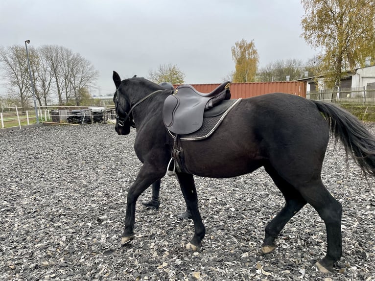 Caballo de deporte alemán Yegua 14 años 159 cm Morcillo in Limbach-Oberfrohna