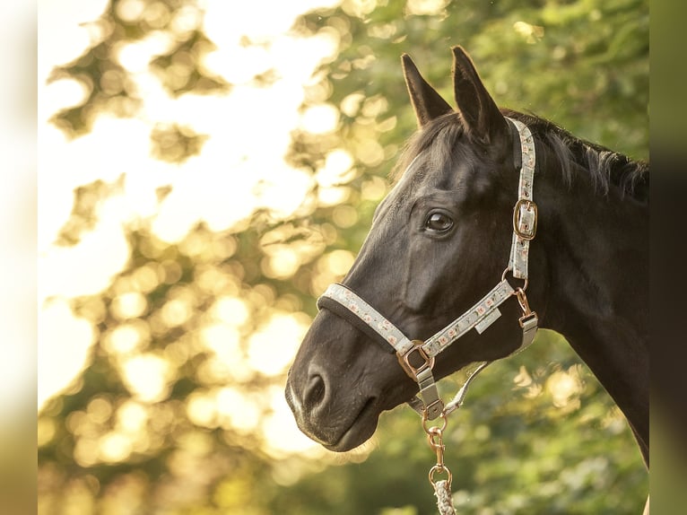 Caballo de deporte alemán Yegua 14 años 159 cm Morcillo in Limbach-Oberfrohna