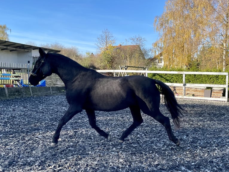 Caballo de deporte alemán Yegua 14 años 159 cm Morcillo in Limbach-Oberfrohna