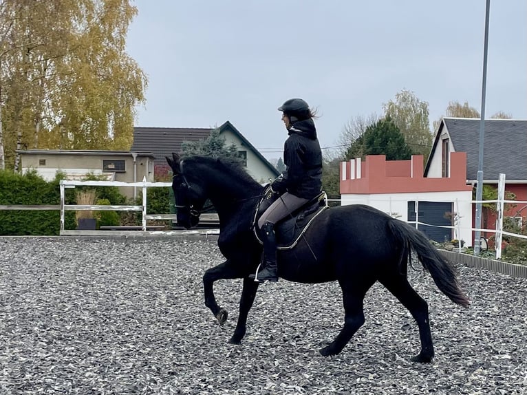 Caballo de deporte alemán Yegua 14 años 159 cm Morcillo in Limbach-Oberfrohna