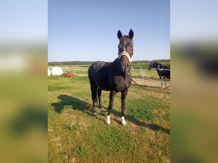 Caballo de deporte alemán Yegua 14 años 164 cm in Dürrröhrsdorf-Dittersbach