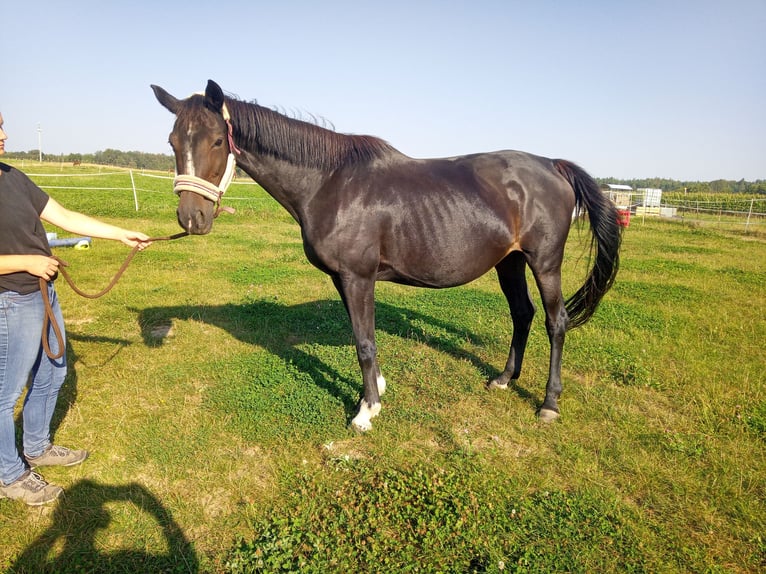 Caballo de deporte alemán Yegua 14 años 164 cm in Dürrröhrsdorf-Dittersbach