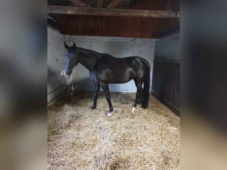 Caballo de deporte alemán Yegua 14 años 164 cm Negro in Taubenheim