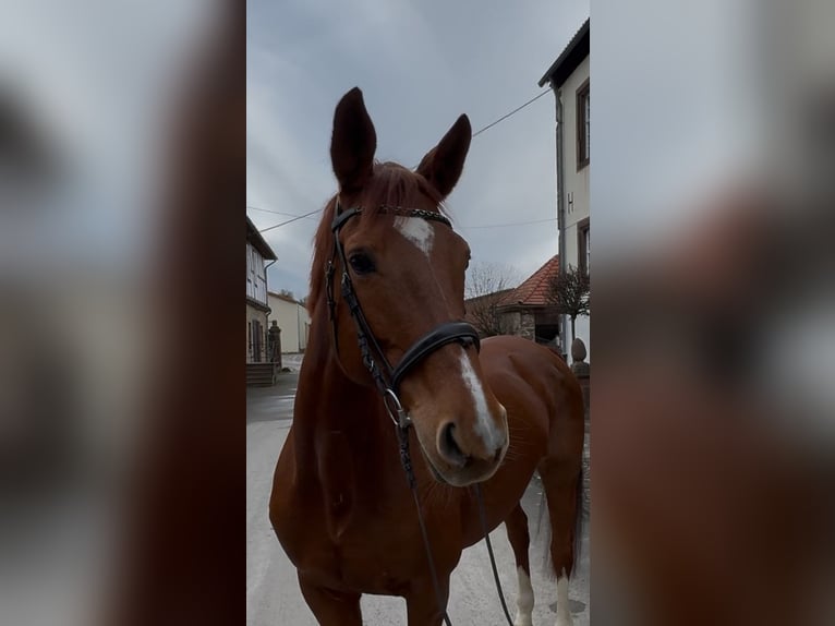 Caballo de deporte alemán Yegua 14 años 166 cm Alazán in Warburg