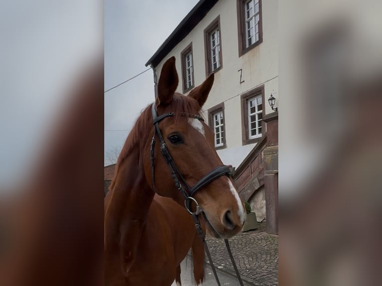 Caballo de deporte alemán Yegua 14 años 166 cm Alazán in Warburg