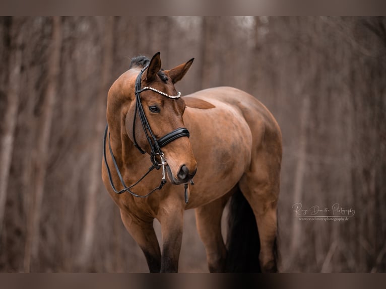 Caballo de deporte alemán Yegua 14 años 168 cm Castaño in Wehringen