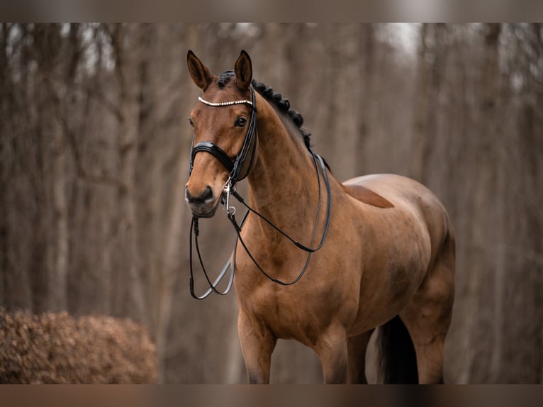 Caballo de deporte alemán Yegua 14 años 168 cm Castaño in Wehringen