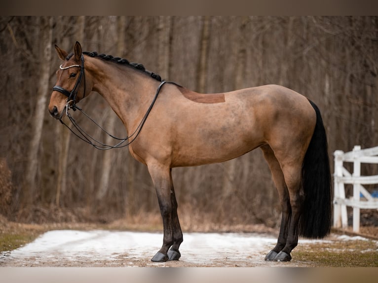 Caballo de deporte alemán Yegua 14 años 168 cm Castaño in Wehringen