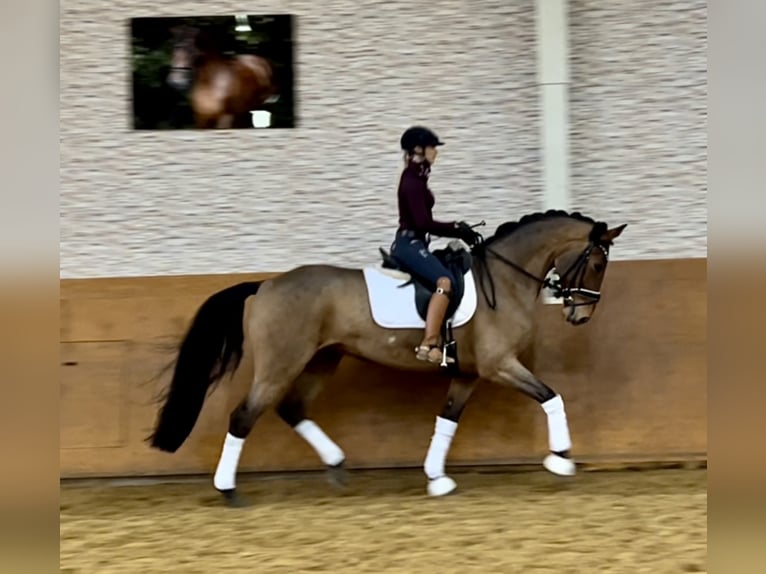 Caballo de deporte alemán Yegua 14 años 168 cm Castaño in Wehringen