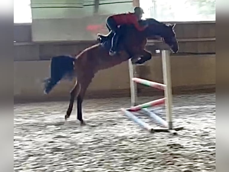 Caballo de deporte alemán Yegua 14 años 168 cm Castaño in Wehringen