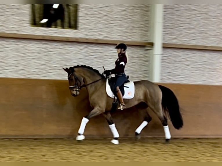 Caballo de deporte alemán Yegua 14 años 168 cm Castaño in Wehringen