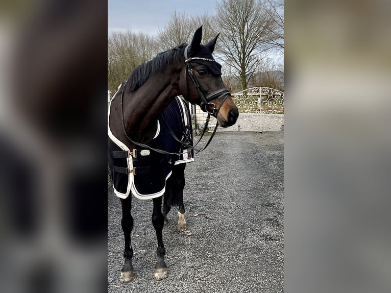 Caballo de deporte alemán Yegua 14 años 168 cm Castaño oscuro in Menden