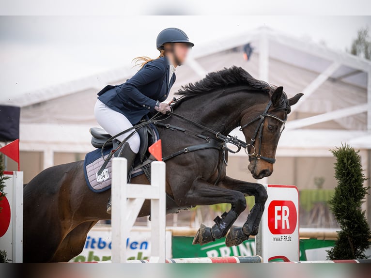 Caballo de deporte alemán Yegua 14 años 168 cm Castaño oscuro in Menden