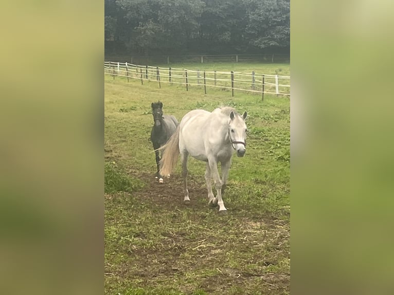 Caballo de deporte alemán Yegua 14 años 168 cm Tordo in Nordhorn