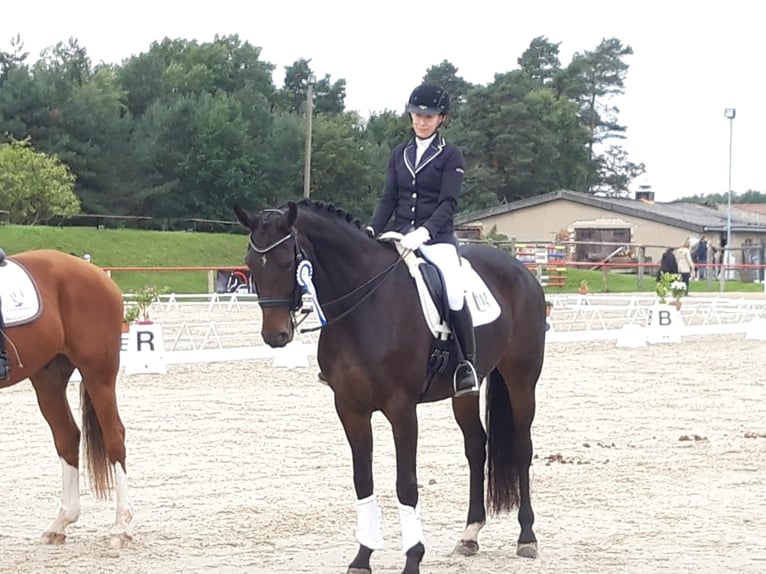 Caballo de deporte alemán Yegua 14 años 170 cm Castaño oscuro in Eibau