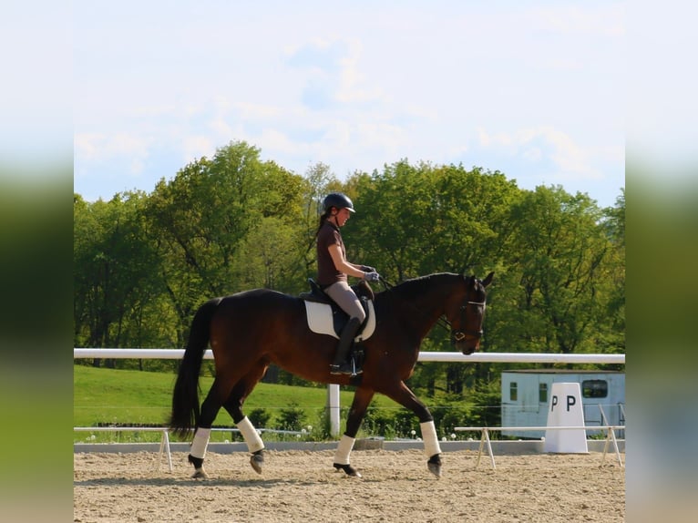 Caballo de deporte alemán Yegua 14 años 170 cm Castaño oscuro in Eibau