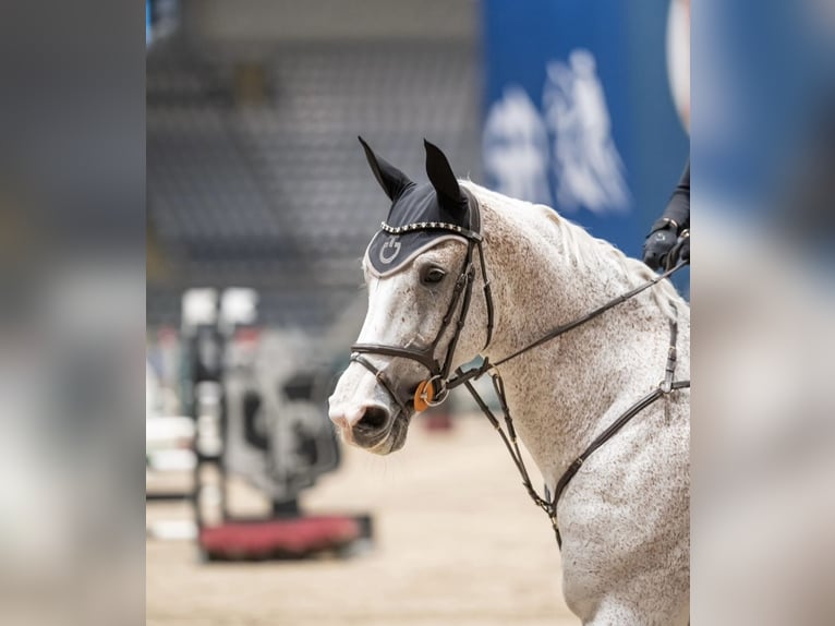 Caballo de deporte alemán Yegua 14 años 170 cm White/Blanco in Blomsterdalen