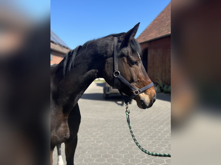 Caballo de deporte alemán Yegua 14 años 172 cm Castaño oscuro in Beelen