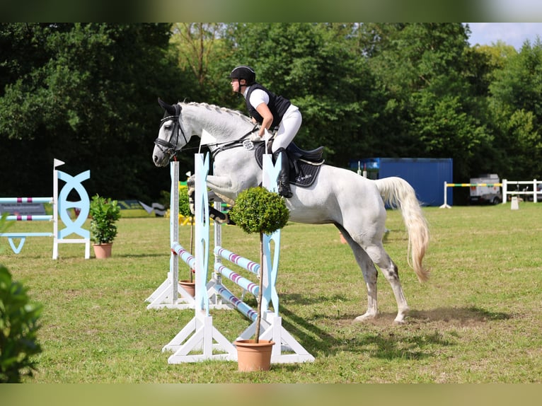 Caballo de deporte alemán Yegua 14 años 172 cm Tordo in Hamburg