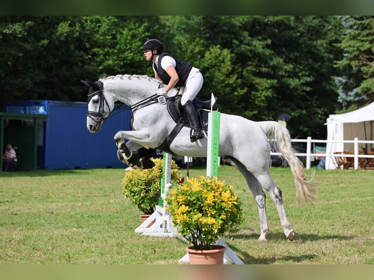 Caballo de deporte alemán Yegua 14 años 172 cm Tordo in Hamburg