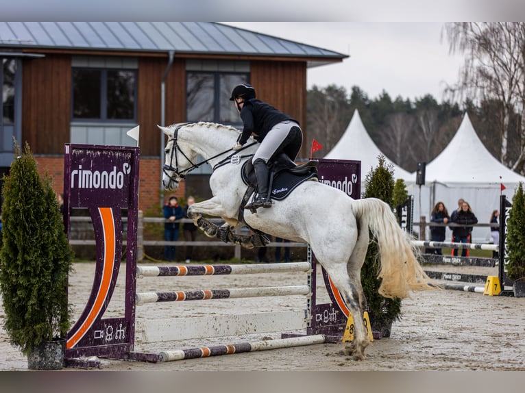 Caballo de deporte alemán Yegua 14 años 172 cm Tordo in Hamburg