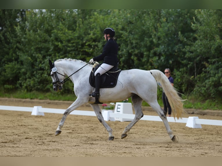 Caballo de deporte alemán Yegua 14 años 172 cm Tordo in Hamburg