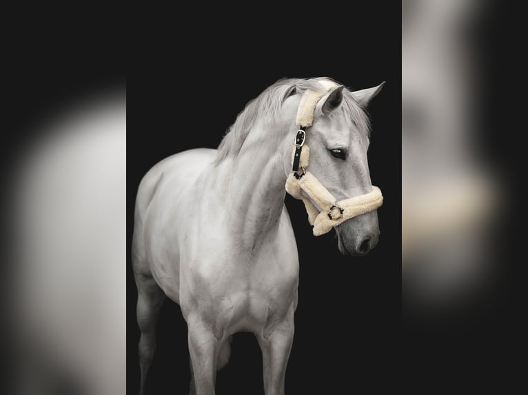 Caballo de deporte alemán Yegua 14 años 173 cm Tordo in Stralsund