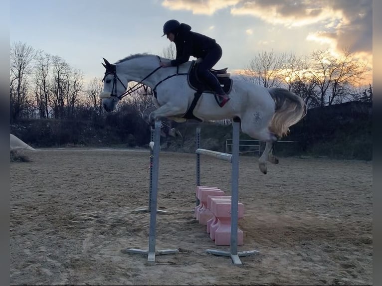 Caballo de deporte alemán Yegua 14 años 173 cm Tordo in Bischofswiesen
