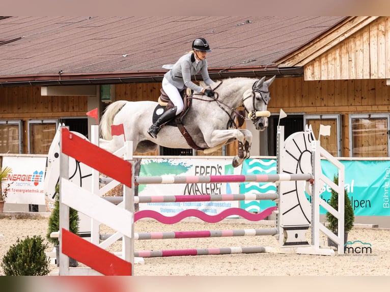 Caballo de deporte alemán Yegua 14 años 173 cm Tordo in Bischofswiesen