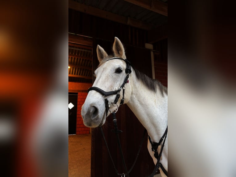 Caballo de deporte alemán Yegua 14 años 174 cm Tordo in Voltlage