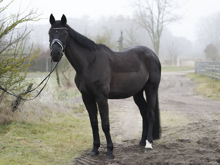 Caballo de deporte alemán Yegua 14 años 178 cm Castaño oscuro in Dessau