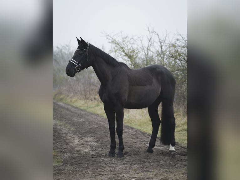 Caballo de deporte alemán Yegua 14 años 178 cm Castaño oscuro in Dessau