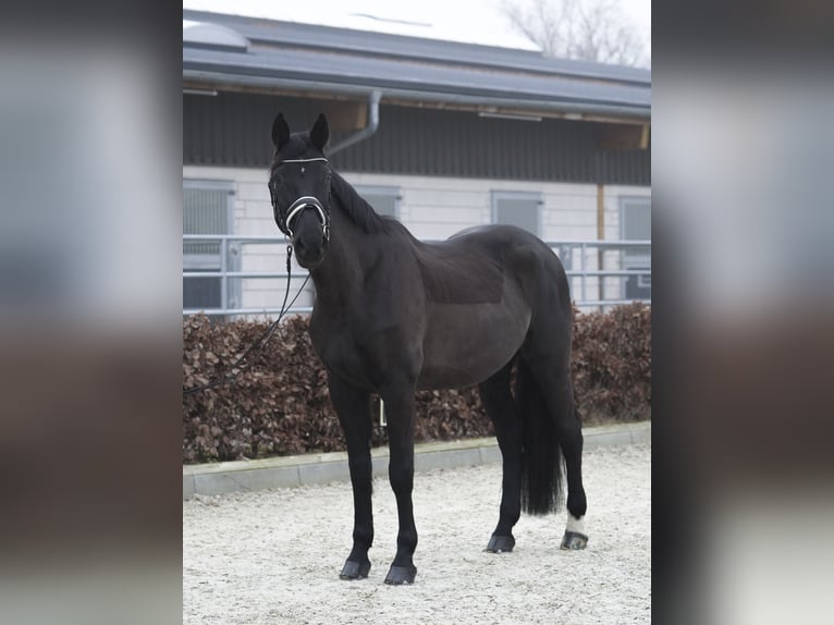 Caballo de deporte alemán Yegua 14 años 178 cm Castaño oscuro in Dessau